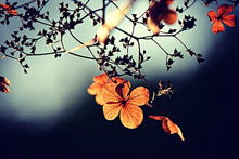 Load image into Gallery viewer, Baby Dress